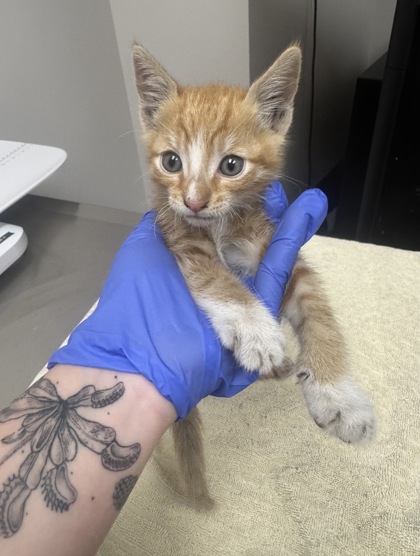 Shelter Stray Male Cat last seen FRUITRIDGE RD at POWER INN RD, City of Sacramento, CA, 6201 Florin Perkins Rd, Sacramento, CA 95828, USA