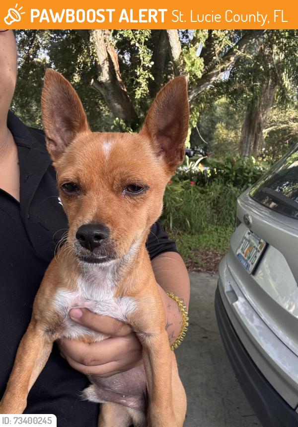 Found/Stray Male Dog last seen North FFA Rd and Angle Road intersection, St. Lucie County, FL 34945