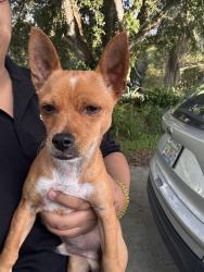 Found/Stray Male Dog last seen North FFA Rd and Angle Road intersection, St. Lucie County, FL 34945