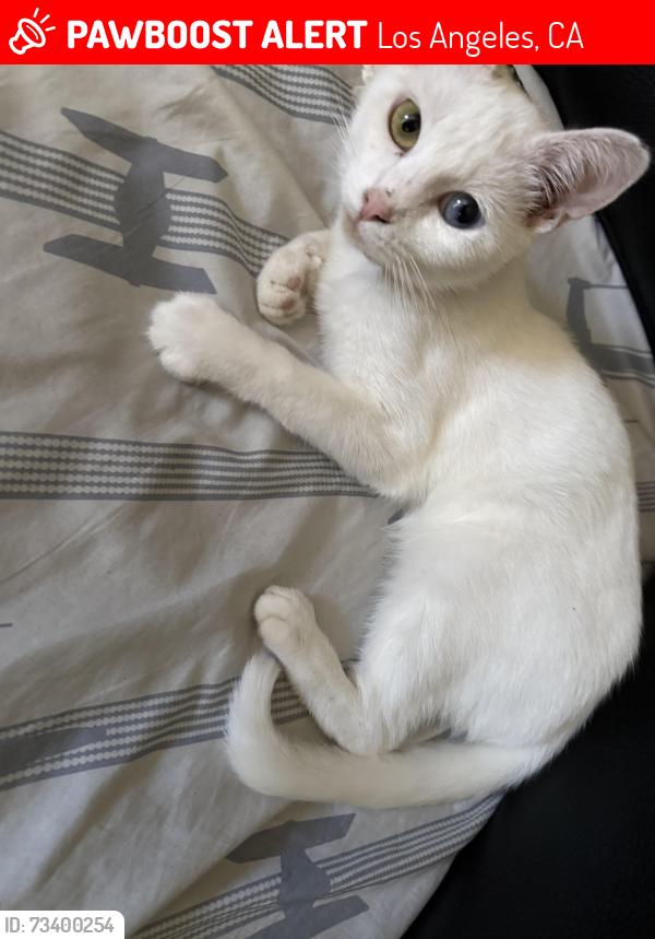 Lost Female Cat last seen Watts tower, Los Angeles, CA 90002