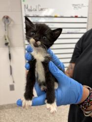 Shelter Stray Male Cat last seen Near N Main St, Lowell, County/Unicorporated, NC, 1491 Business Park Ct, Gastonia, NC 28052, USA