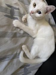 Lost Female Cat last seen Watts tower, Los Angeles, CA 90002