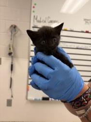 Shelter Stray Female Cat last seen Near N Main St, Lowell, County/Unicorporated, NC, 1491 Business Park Ct, Gastonia, NC 28052, USA
