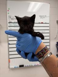 Shelter Stray Male Cat last seen Near N Main St, Lowell, County/Unicorporated, NC, 1491 Business Park Ct, Gastonia, NC 28052, USA