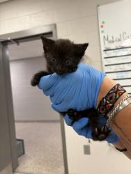 Shelter Stray Male Cat last seen Near N Main St, Lowell, County/Unicorporated, NC, 1491 Business Park Ct, Gastonia, NC 28052, USA