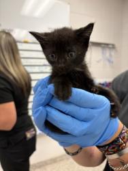 Shelter Stray Male Cat last seen Near N Main St, Lowell, County/Unicorporated, NC, 1491 Business Park Ct, Gastonia, NC 28052, USA