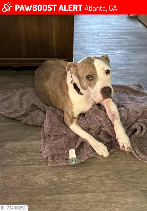 Lost Female Dog last seen Briarcliff and LaVista, Atlanta, GA 30329