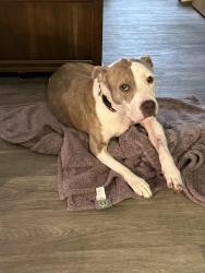 Lost Female Dog last seen Briarcliff and LaVista, Atlanta, GA 30329