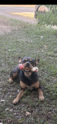 Lost Male Dog last seen Nogalitos, San Antonio, TX 78226