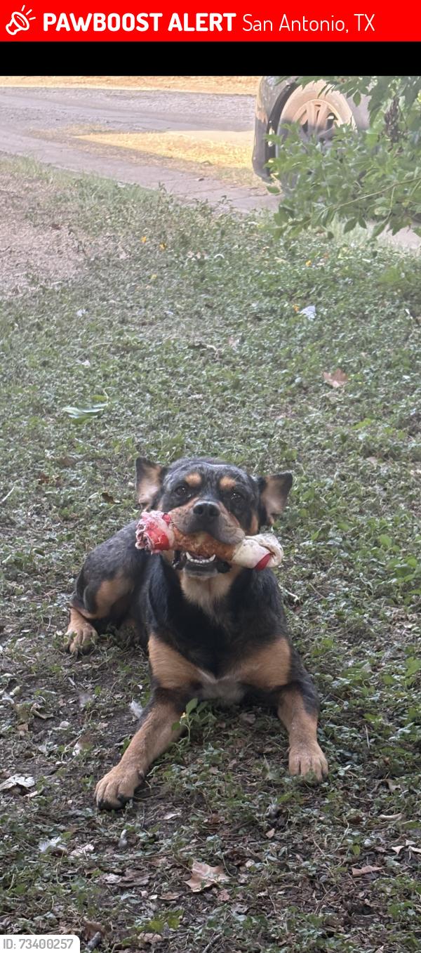 Lost Male Dog last seen Nogalitos, San Antonio, TX 78226