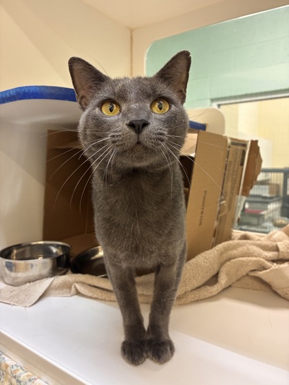 Shelter Stray Male Cat last seen Near 19th Ave, IRC AC, FL, 6230 77th St, Vero Beach, FL 32967, USA