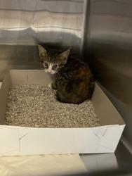 Shelter Stray Unknown Cat last seen Near N Oak St, IRC AC, FL, 6230 77th St, Vero Beach, FL 32967, USA