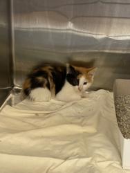Shelter Stray Unknown Cat last seen Near N Oak St, IRC AC, FL, 6230 77th St, Vero Beach, FL 32967, USA