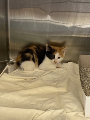 Shelter Stray Unknown Cat last seen Near N Oak St, IRC AC, FL, 6230 77th St, Vero Beach, FL 32967, USA