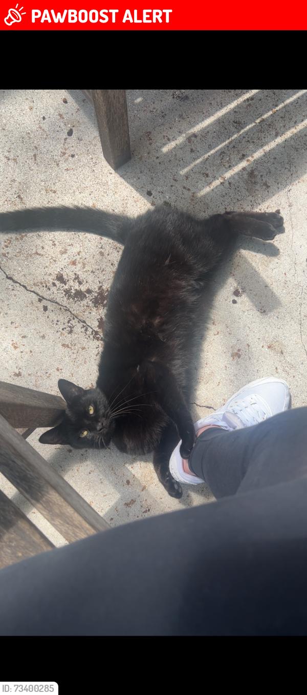 Lost Female Cat last seen Eland, North Fort Myers, FL 33917