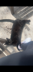 Lost Female Cat last seen Eland, North Fort Myers, FL 33917