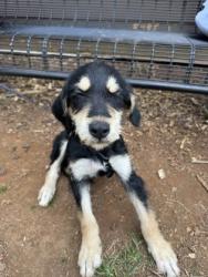 Shelter Stray Male Dog last seen Near North Hairston Rd, Stone Mountain, GA, 30083, 30088, GA, 3280 Chamblee Dunwoody Rd, Chamblee, GA 30341, USA