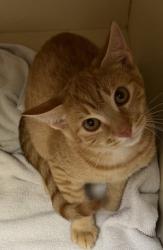 Shelter Stray Male Cat last seen Leslie Brook Dr, 30035, GA, 3280 Chamblee Dunwoody Rd, Chamblee, GA 30341, USA