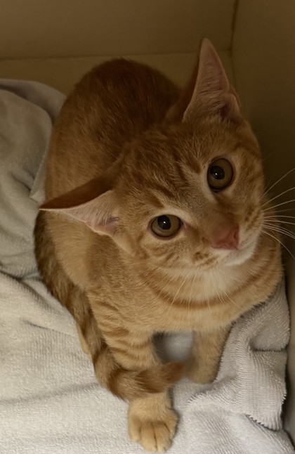 Shelter Stray Male Cat last seen Leslie Brook Dr, 30035, GA, 3280 Chamblee Dunwoody Rd, Chamblee, GA 30341, USA