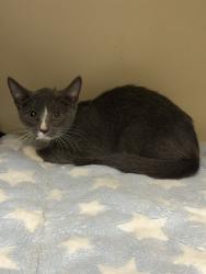 Shelter Stray Male Cat last seen , , GA, 3280 Chamblee Dunwoody Rd, Chamblee, GA 30341, USA