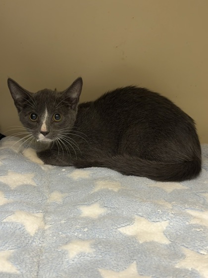 Shelter Stray Male Cat last seen , , GA, 3280 Chamblee Dunwoody Rd, Chamblee, GA 30341, USA