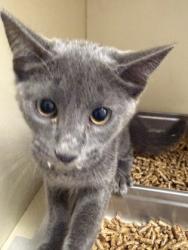 Shelter Stray Female Cat last seen , , GA, 3280 Chamblee Dunwoody Rd, Chamblee, GA 30341, USA