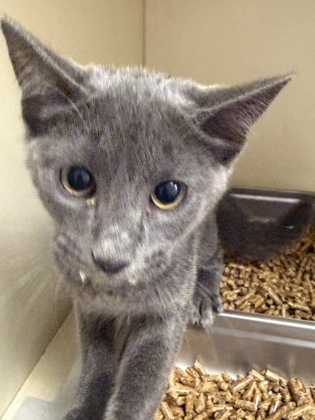 Shelter Stray Female Cat last seen , , GA, 3280 Chamblee Dunwoody Rd, Chamblee, GA 30341, USA