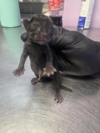 Shelter Stray Unknown Cat last seen Near Belvidere St, El Paso, TX 79912, CITY of El Paso, TX, 5001 Fred Wilson Ave, El Paso, TX 79906, USA