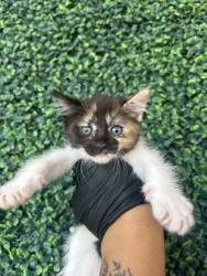 Shelter Stray Female Cat last seen Near Socorro Rd., Socorro, TX, 5001 Fred Wilson Ave, El Paso, TX 79906, USA