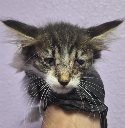 Shelter Stray Female Cat last seen Near BASSWOOD AVE, CITY of El Paso, TX, 5001 Fred Wilson Ave, El Paso, TX 79906, USA