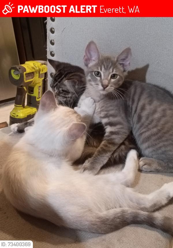 Lost Male Cat last seen 4th ave, Everett, WA 98204