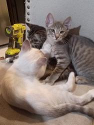 Lost Male Cat last seen 4th ave, Everett, WA 98204