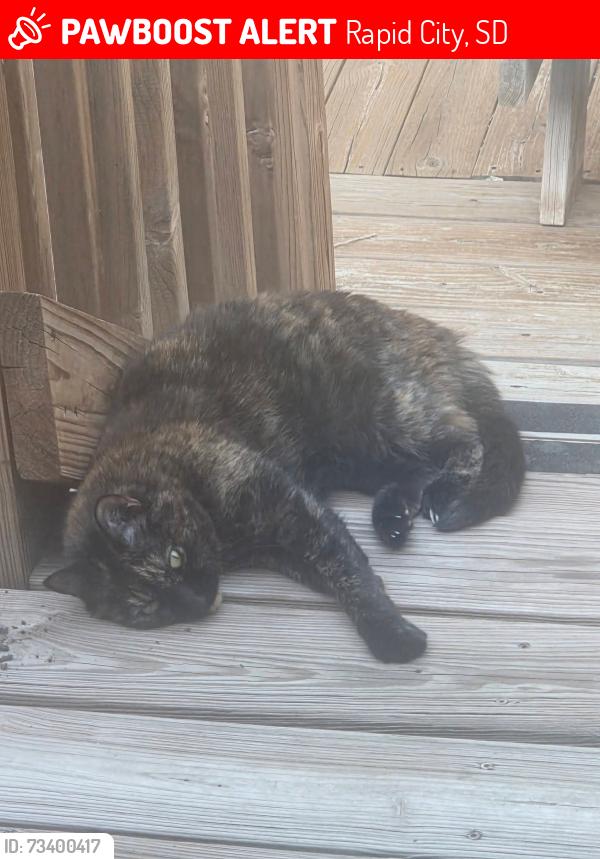 Lost Female Cat last seen Near Chief Dr, Rapid City, SD 57701