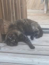 Lost Female Cat last seen Near Chief Dr, Rapid City, SD 57701