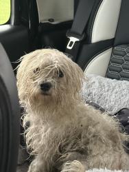 Lost Female Dog last seen 15th, Fort Lauderdale, FL 33312