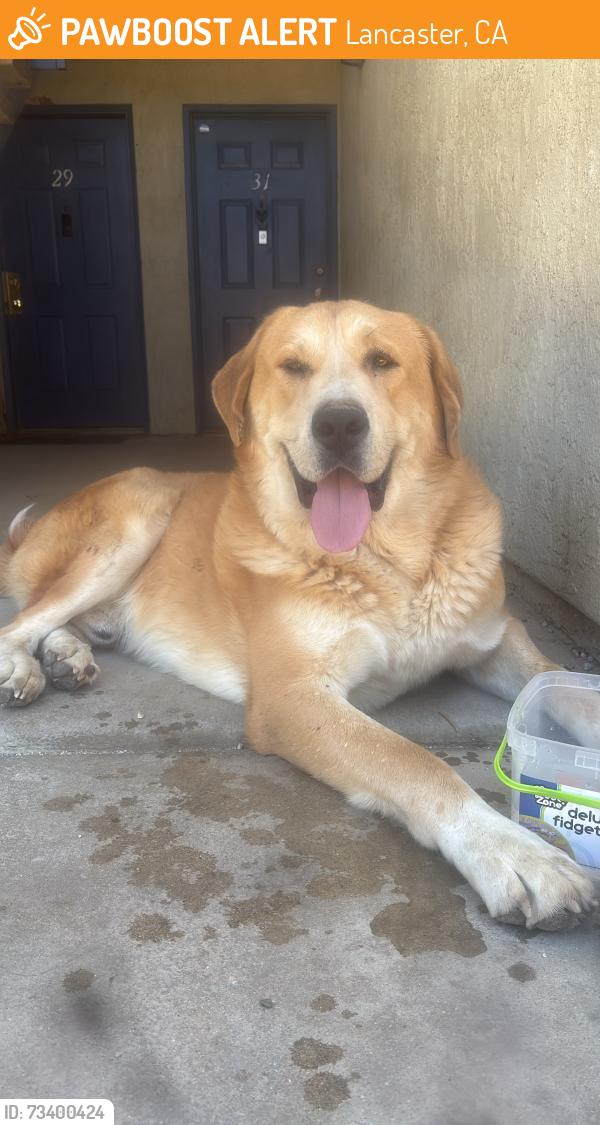 Found/Stray Male Dog last seen Near E Ave J8, Lancaster, CA 93535