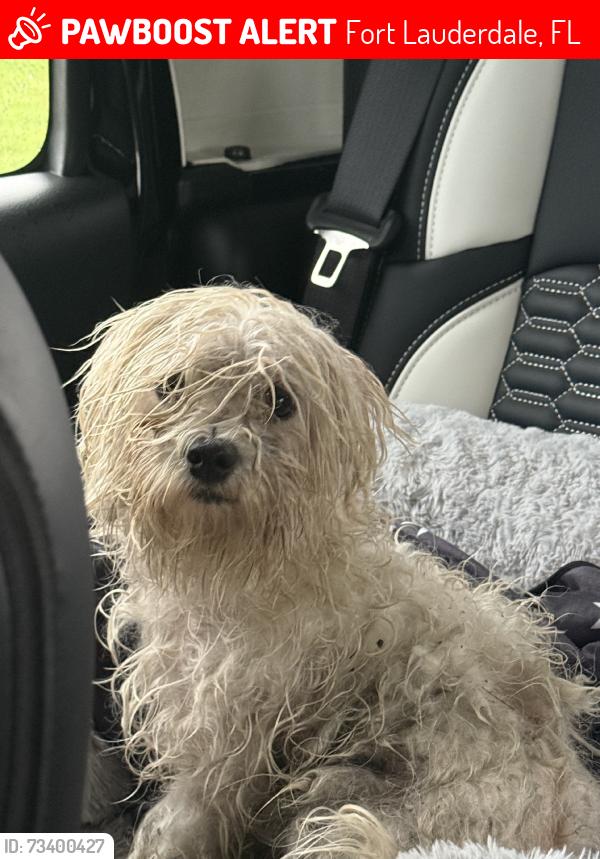 Lost Female Dog last seen 15th, Fort Lauderdale, FL 33312