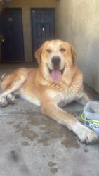 Found/Stray Male Dog last seen Near E Ave J8, Lancaster, CA 93535