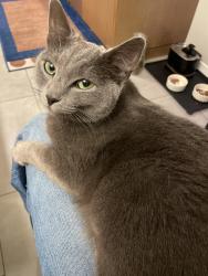Reunited Female Cat last seen Higginbothom park and Thompson Creek Trail / San Benito Ct, Claremont, CA 91711