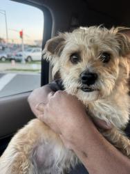 Lost Male Dog last seen On Mathew’s drive woodbridge VA 22191 or Roanoke St, Woodbridge, VA 22191