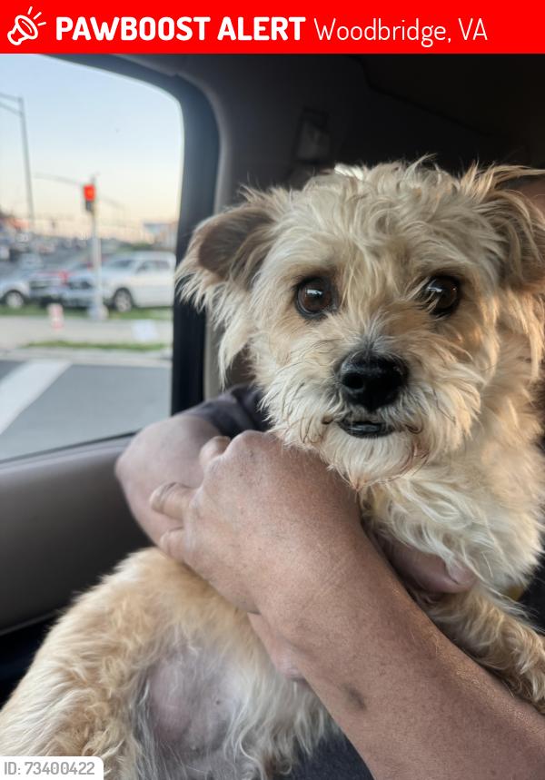 Lost Male Dog last seen On Mathew’s drive woodbridge VA 22191 or Roanoke St, Woodbridge, VA 22191