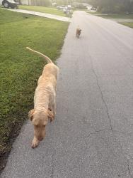 Found/Stray Male Dog last seen Port St. Lucie and gatlin, Port St. Lucie, FL 34953
