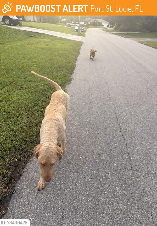 Found/Stray Male Dog last seen Port St. Lucie and gatlin, Port St. Lucie, FL 34953
