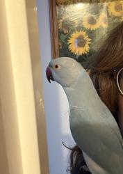 Lost Male Bird last seen Excélsior and Pioneer, Norwalk, CA 90650