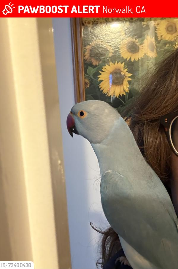 Lost Male Bird last seen Excélsior and Pioneer, Norwalk, CA 90650