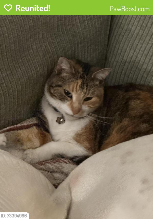 Reunited Female Cat last seen Lake cove pointe/tierra verde ln, Winter Garden, FL 34787