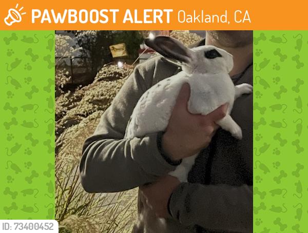 Found/Stray Unknown Rabbit last seen Penniman Ave., Oakland, CA 94602