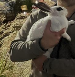Found/Stray Unknown Rabbit last seen Penniman Ave., Oakland, CA 94602