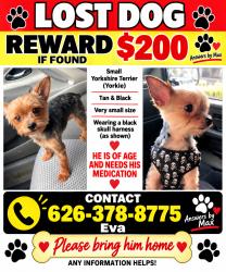 Reunited Male Dog last seen Near Eulita Ave, La Puente, CA 91744, USA, La Puente, CA 91744