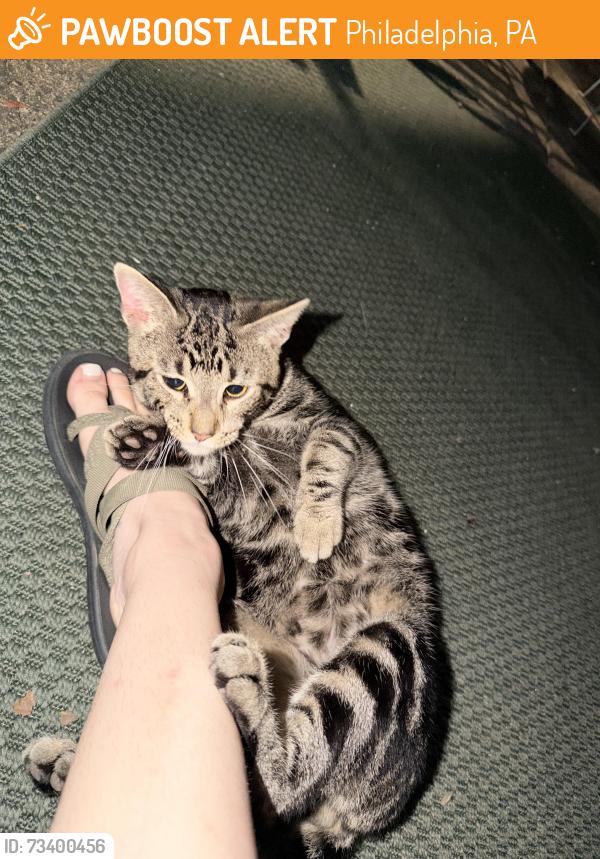 Found/Stray Male Cat last seen Alley of 23rd and Catharine, Philadelphia, PA 19146